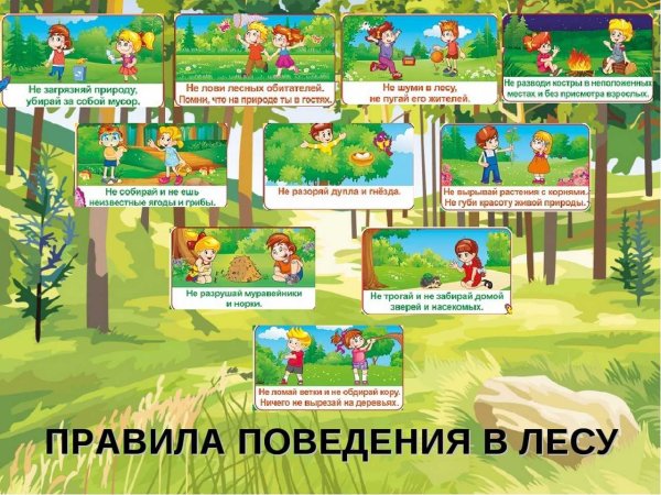 ПРАВИЛАПОВЕДЕНИЕ В лесу