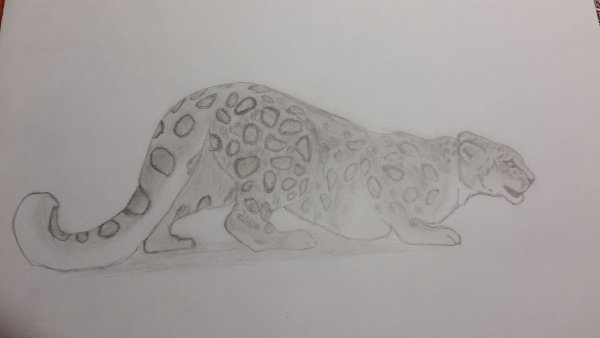 Снежный Барс рисунок карандашом