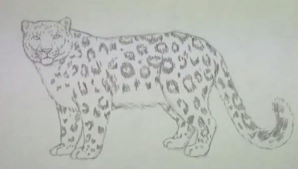 Снежный Барс для срисовки легко