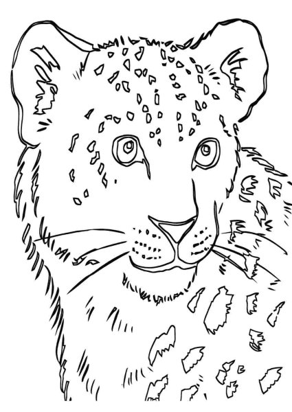 Снежный Барс раскраска голова