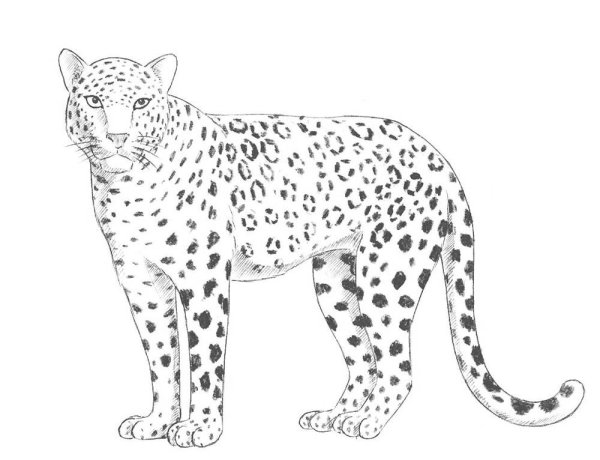 Леопард рисунок карандашом
