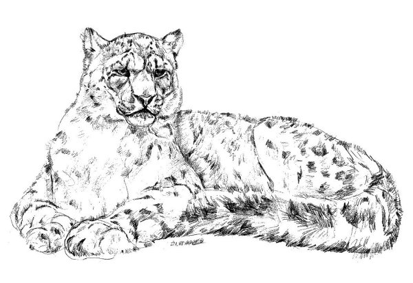 Снежный Барс сбоку рисунок