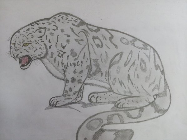 Снежный Барс карандашом