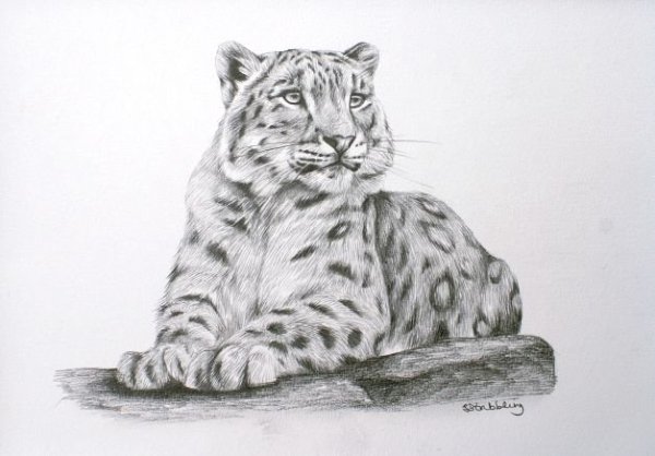 Ирбис карандашом