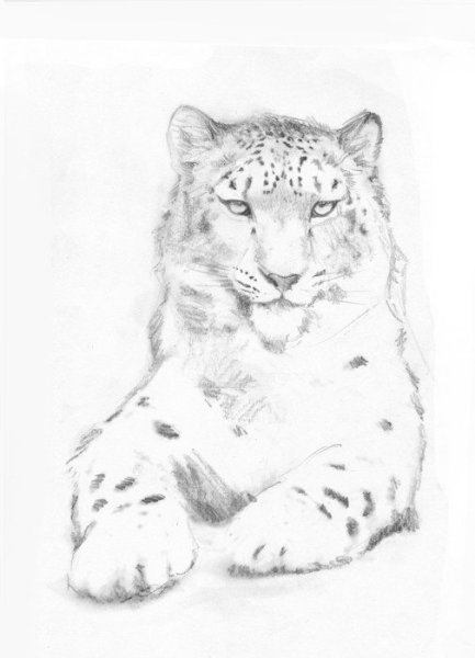 Снежный Барс для срисовки