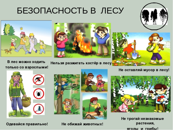 Безопасность поведения в лесу
