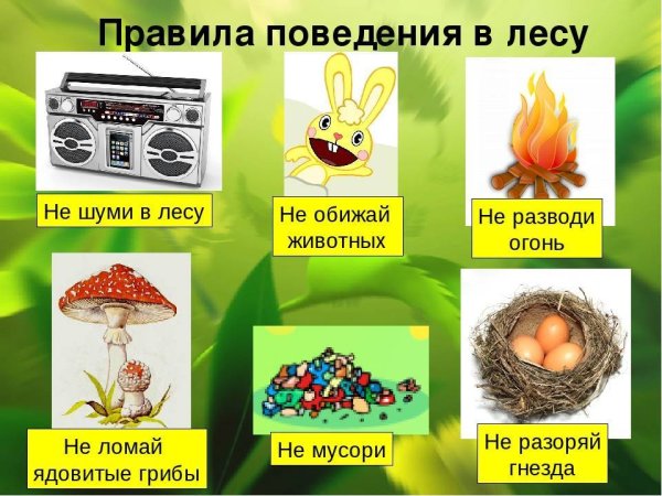 Правила поведения в лесу