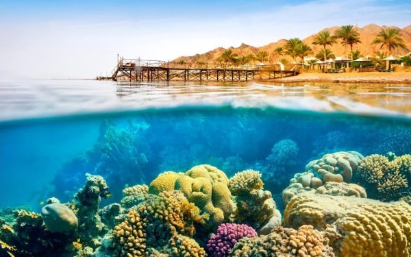 Красное море Египет Шарм-Эль-Шейх