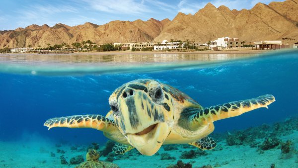 Египет море Шарм-Эль-Шейх