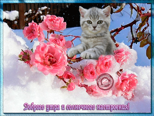 Доброе зимнее утро с цветами