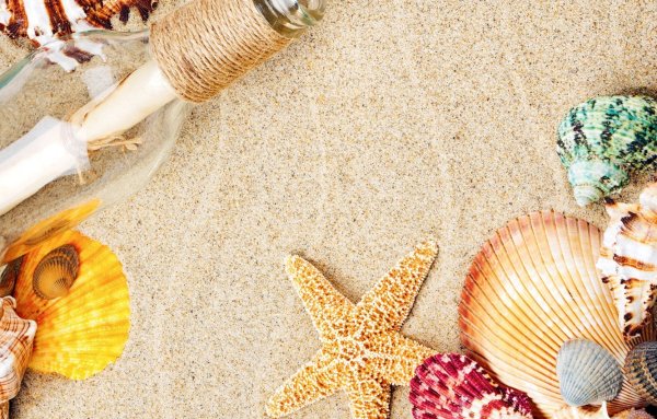 Ракушки морские на песке