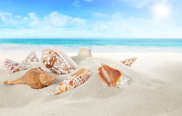 Море песок ракушки