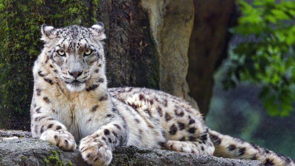 Снежный Барс обои