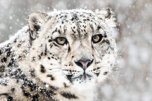 Снежный Барс на белом фоне