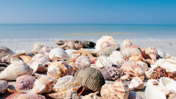 Ракушки панорамный снимок