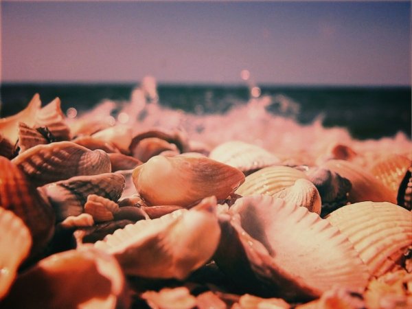 Морские раковины Эстетика