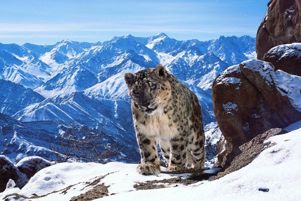 Снежный Барс на памире