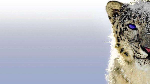 Снежный Барс Mac os