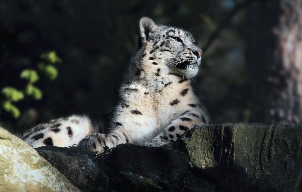 Ирбис мпе25c