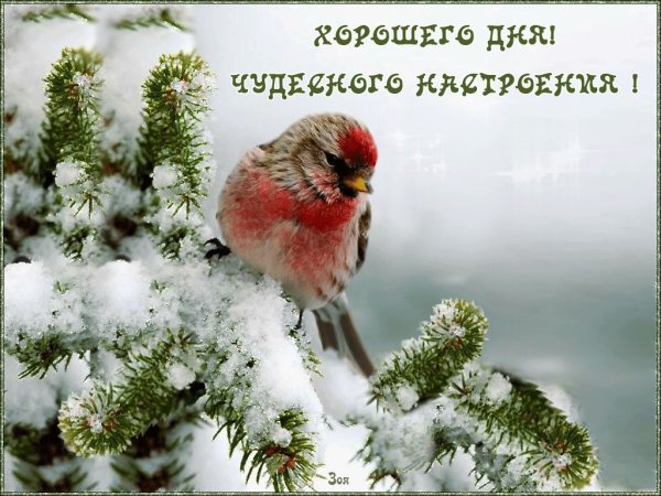 Доброго морозного дня