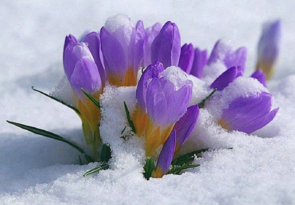 Разноцветные крокусы в снегу