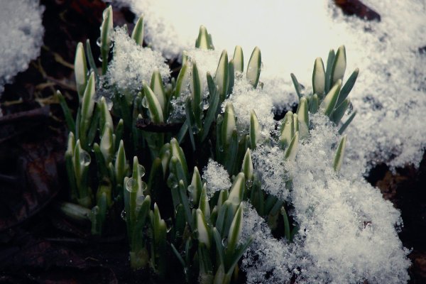 Весна проталины подснежники