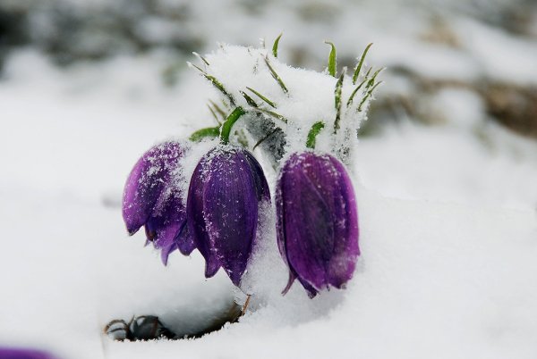 Цветы под снегом