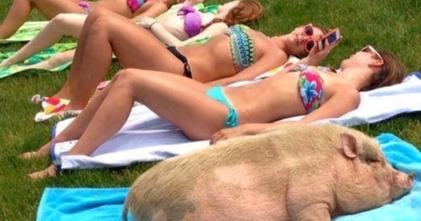 Свинья прикол