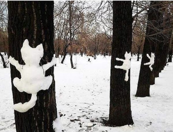 Коты из снега на деревьях
