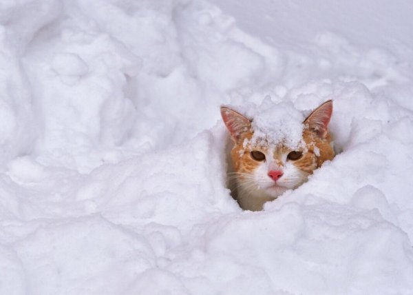 Смешной кот в снегу