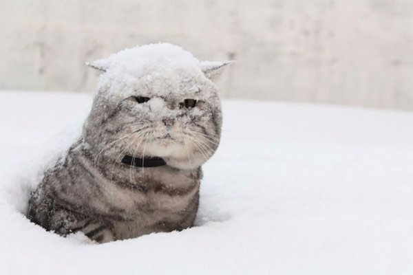 Смешной кот в снегу