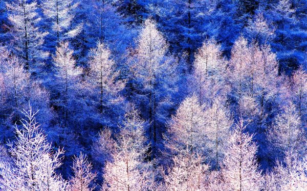 Сказочный зимний лес