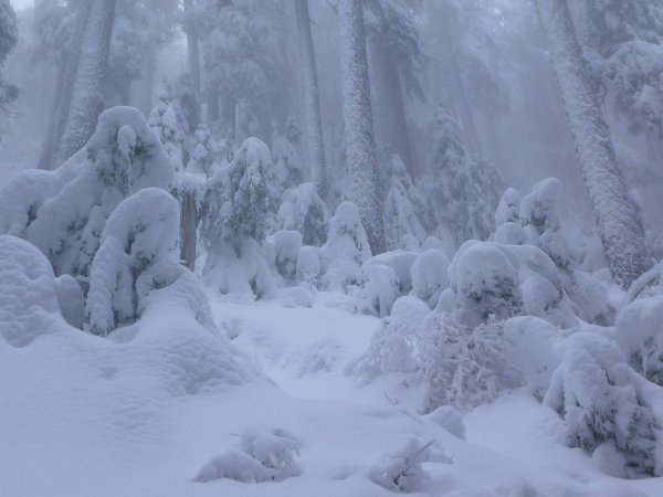 Винтер Сноу