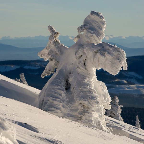 Снежное чудо