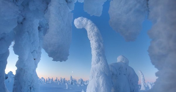 Замёрзшие деревья Лапландии