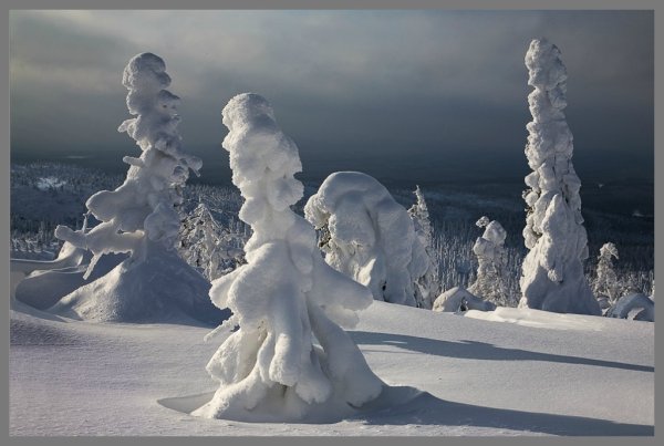 Чудеса в зимнем лесу