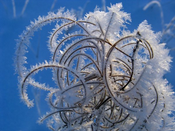 Зимние причуды природы