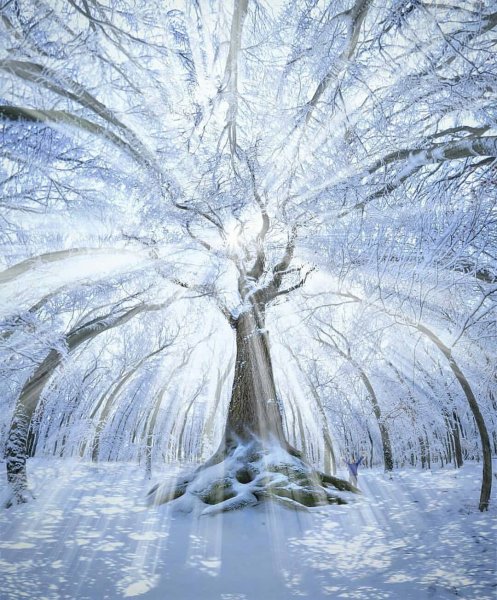 Чудеса зимней природы