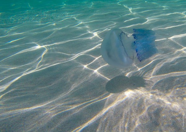 Оленевка Крым медузы