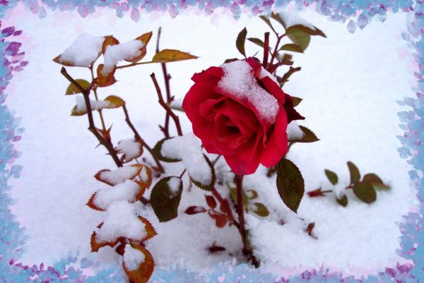Розы под снегом