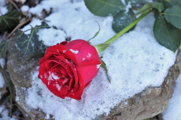 Красные цветы на снегу
