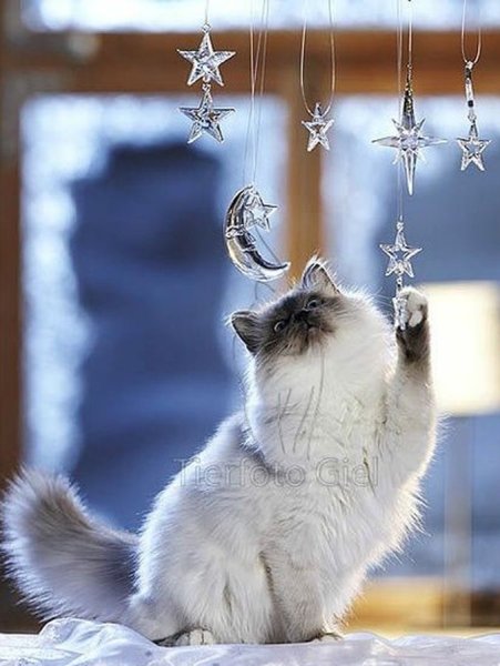 Зимнее настроение