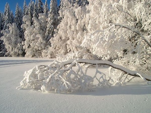 Много снега в лесу
