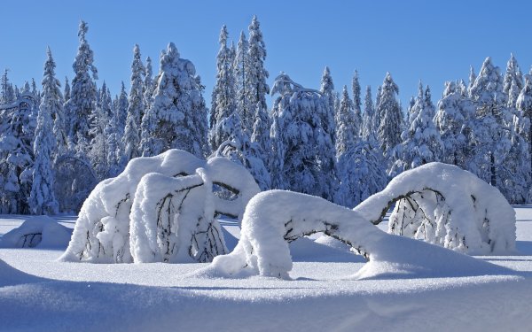 Красота зимы