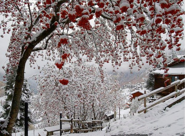 Вишневый сад в снегу