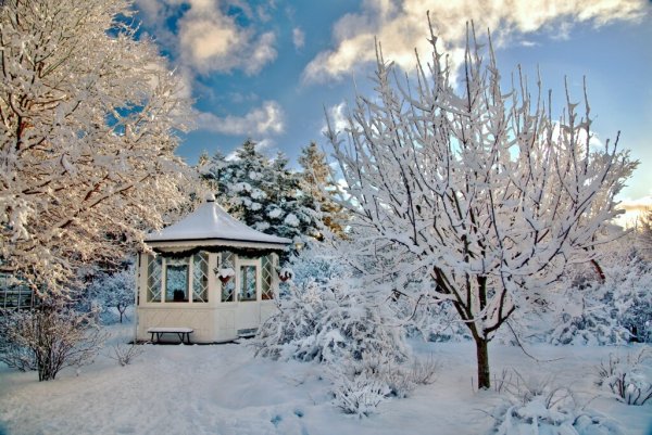 Красивый сад зимой