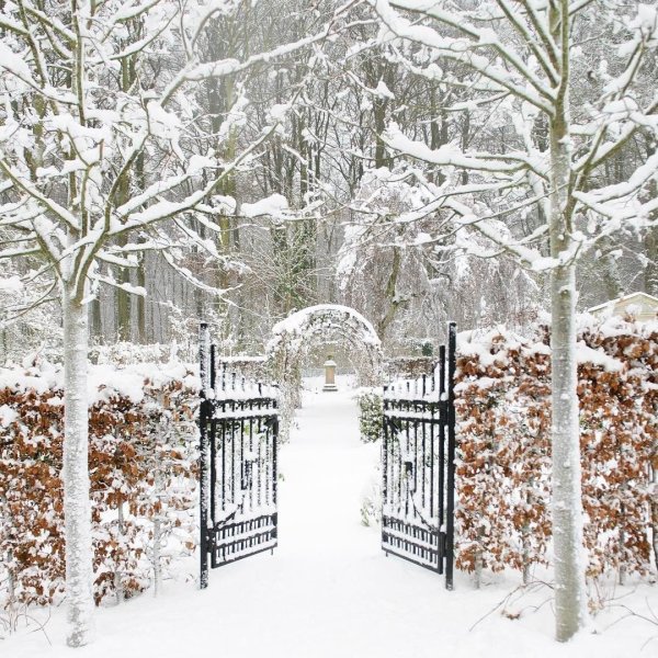 Заснеженный сад