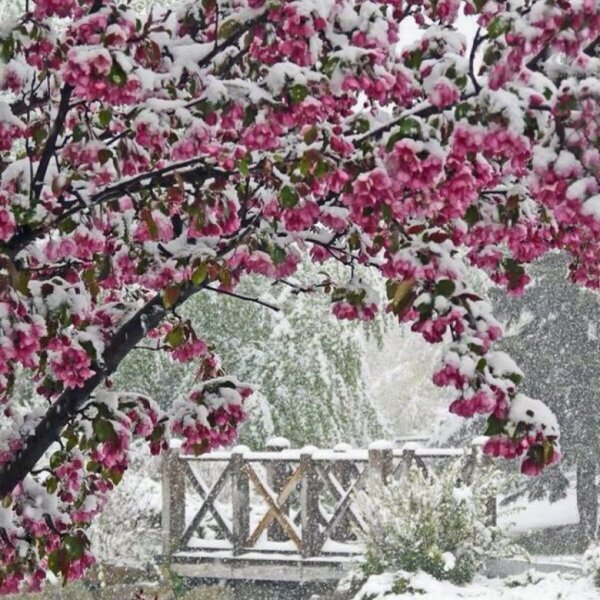 Заснеженный сад