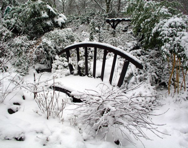 Красивый сад зимой