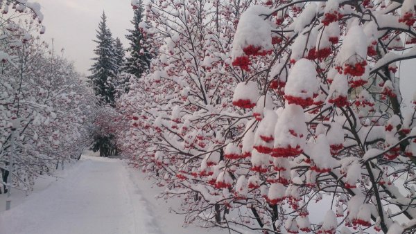 Зимняя рябина